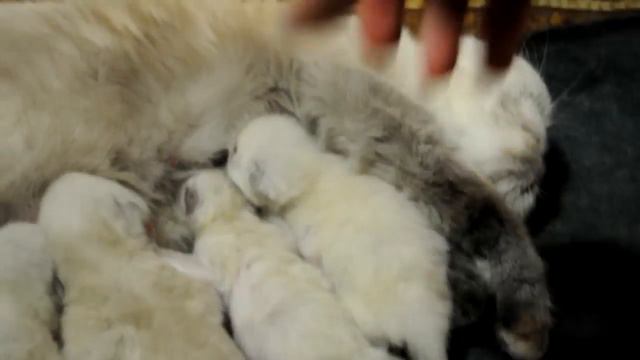 Борьба за выживание в природе. смотреть онлайн