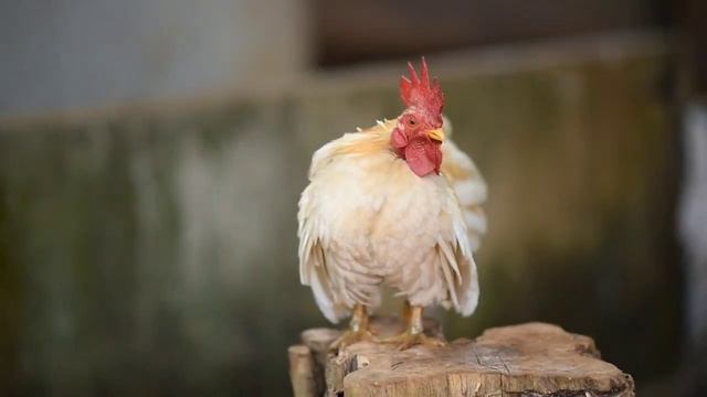 fun fact about chickens | chicken egg facts | chickens facts | chicken facts | nolig video смотреть онлайн