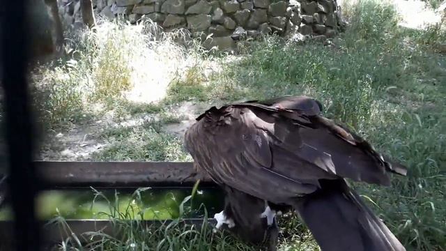 Грифы и вороны! Vultures and crows! смотреть онлайн
