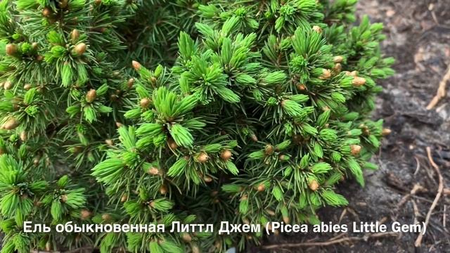 ЕЛИ КАНАДСКИЕ:Lilliput,Sanders Blue,Alberta Globe,Conica.ОБЫКНОВЕННАЯ:Little Gem.ВЕСЕННИЕ ПРИРОСТЫ. смотреть онлайн