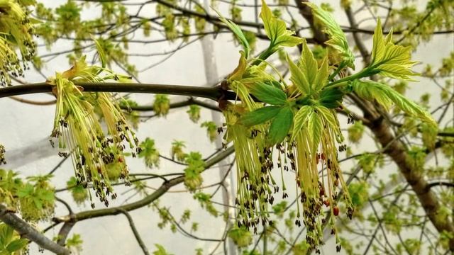 Ясень. Ash Tree смотреть онлайн