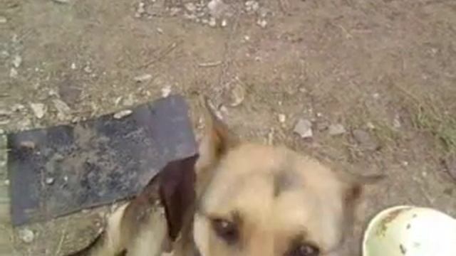 Черепаха и собака!