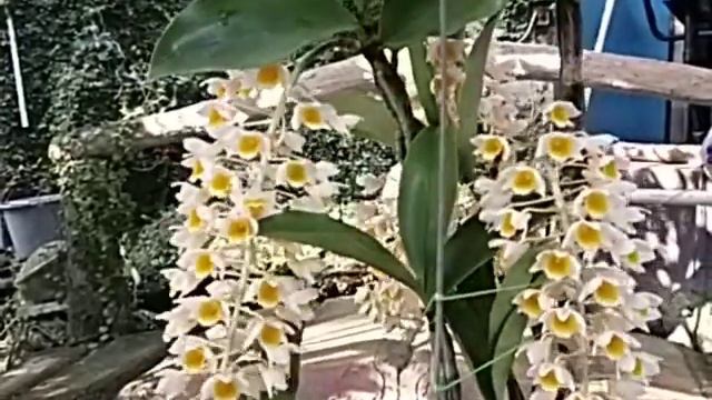 Dendrobium guibertii x (farmeri / densiflorum) смотреть онлайн