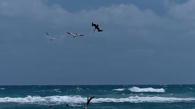 Diving pelicans смотреть онлайн