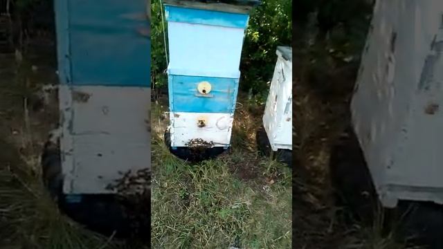 Цена на мёд в 2021 году, как и почём продавать! смотреть онлайн
