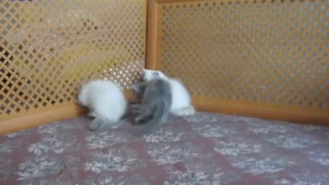 Котята. (Белые кораблики) смотреть онлайн