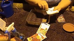 Гацания (Gazania) интересный способ посева семян.