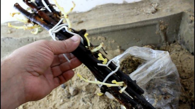 Питание винограда в 2017 году. смотреть онлайн