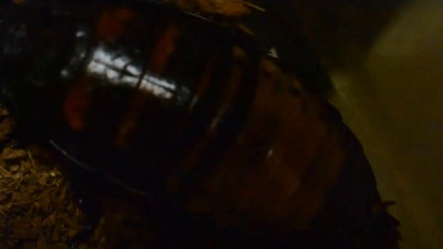 Таракан крупным планом. Мадагаскарский.