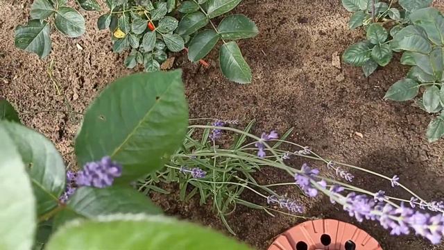 424.#8 июля🌹 Розы после трëх сильных дождей ведут себя все по разному. ☔😘Мой новый розарий🌹🌹🌹 смотреть онлайн