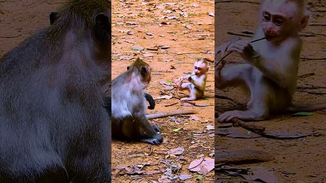 Jinx look not interested to baby LEO смотреть онлайн