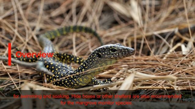 MANGROVE MONITOR #Varanus indicus смотреть онлайн