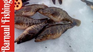 Ловля ротана зимой.Три поклевки две блесны минус (Barnaul Fishing)