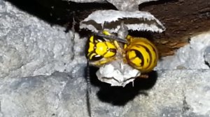 КАК ОСА СТРОИТ ГНЕЗДО.