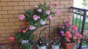 Пеларгонии в моем саду. Секреты посадки и ухода за пеларгониями.