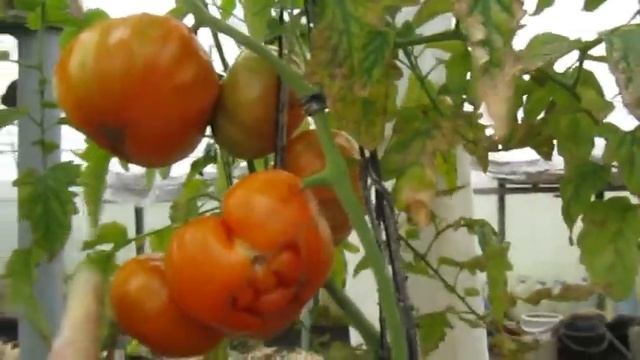 Дела огородные// 5 сентября. Собираю томаты, огурцы, выкапываю гиппеаструмы смотреть онлайн
