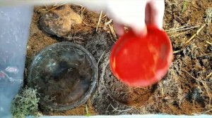 Уход за  прыткими ящерицами в домашних условиях.