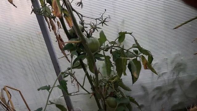 ???ТОМАТ ((( ЯПОНКА))) смотреть онлайн