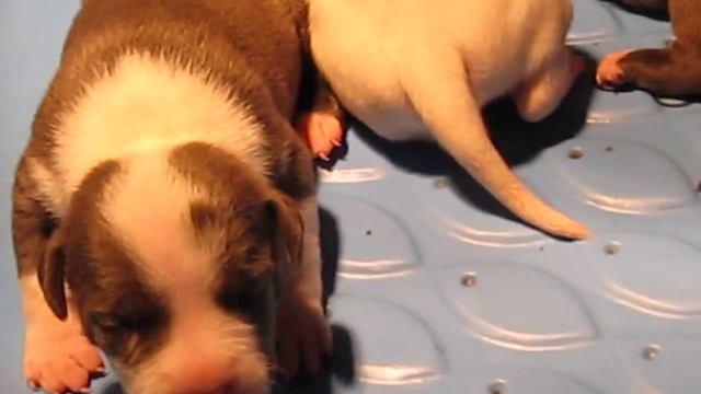 UKC Double Purple Ribbon Grand Champion Blue Pit Bull Puppies two weeks old. смотреть онлайн