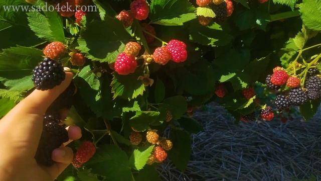 Ежевика. Лучшие сорта ежевики. Саженцы ежевики + розыгрыш 8 саженцев лучших сортов. смотреть онлайн