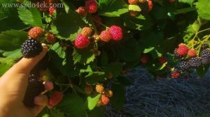 Ежевика. Лучшие сорта ежевики. Саженцы ежевики + розыгрыш 8 саженцев лучших сортов.