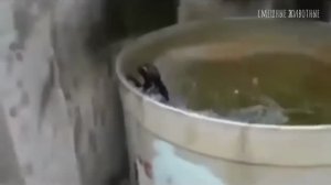 Кошки ненавидят воду! - Подборка смешных кошек в воде 2020 #1