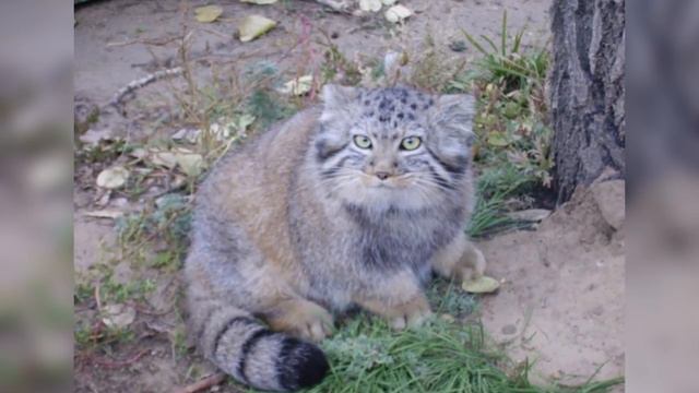 Farmer found abandoned kittens but turns out they cost a fortune. смотреть онлайн