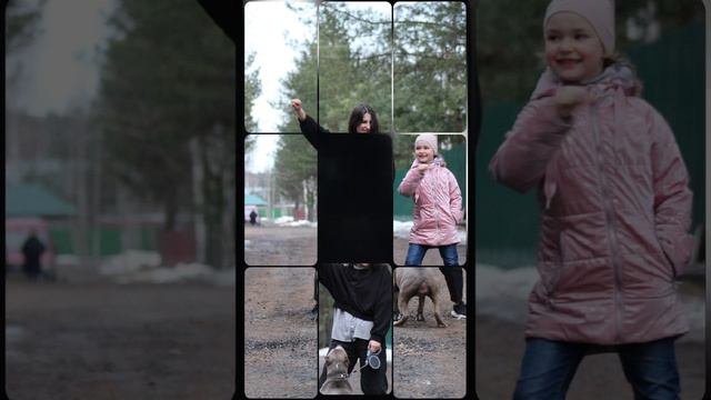 СОБЕРИ ПАЗЛ #stafford #империя #щенкистаффа #империялайф #стаффордширскийтерьер #amstaff #imperial