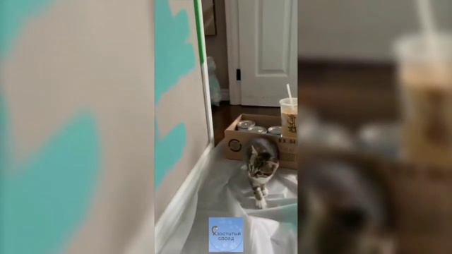 СМЕШНЫЕ КОШКИ И ДРУГИЕ ЖИВОТНЫЕ/ 4 МИНУТЫ СМЕХА смотреть онлайн