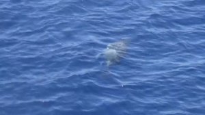 Экскурсия на остров Тиран в Египте| Видео на Канале о семейных путешествиях|