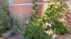 ОМОЛАЖИВАЮЩАЯ ОБРЕЗКА ВЕЙГЕЛЫ. Когда? Как? Зачем?