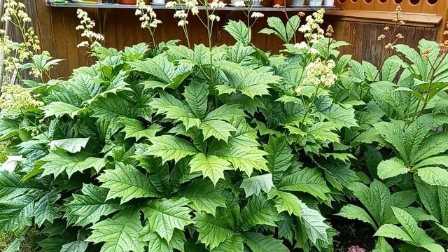 МОИ РОДЖЕРСИИ