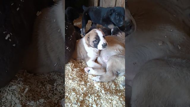 Алабята на продаже🐶🐶🐶🍍 смотреть онлайн