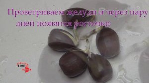 Как вырастить из желудя дуб в домашних условиях: отбор, стратификация, посадка.