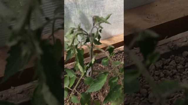 Сержант Пеппер не худой!!! смотреть онлайн