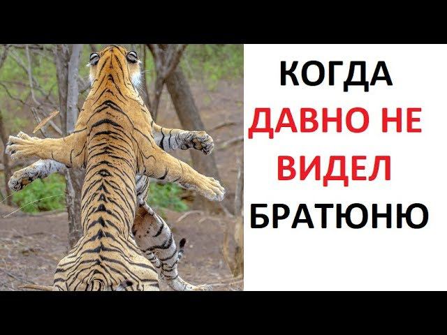 Лютые приколы Когда давно не видел братюню смотреть онлайн