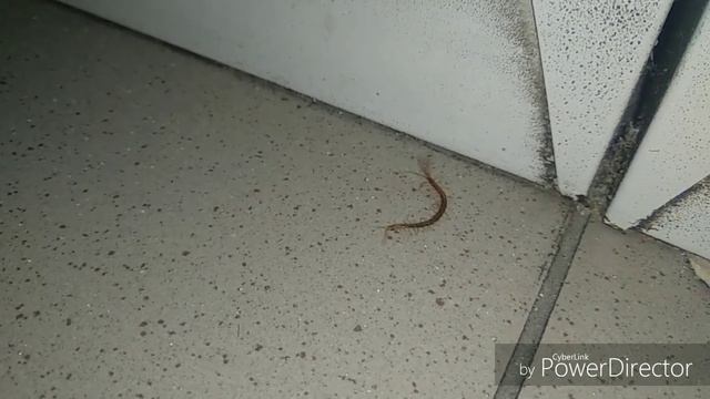 Неожиданная встреча. Кольчатая сколопендра смотреть онлайн