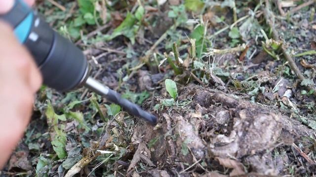 Как избавиться от клёна и других вредных деревьев на участке смотреть онлайн