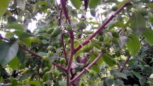 Почему не плодоносит слива?  Сливовый пилильщик.