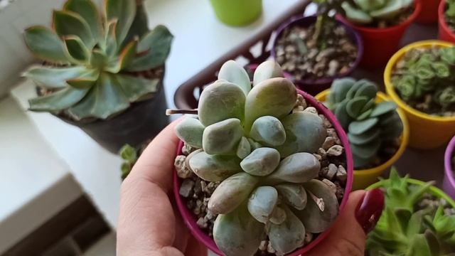 Новинки суккулентов из совместной закупки Арт-суккулент из питомника Giromagi