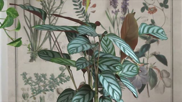 Calathea Curling Leaves Time Lapse Ctenanthe