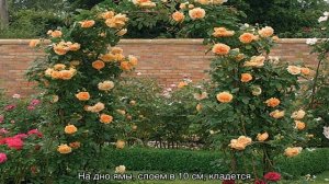 Роза Принцесса Маргарет (Crown Princess Margareta)