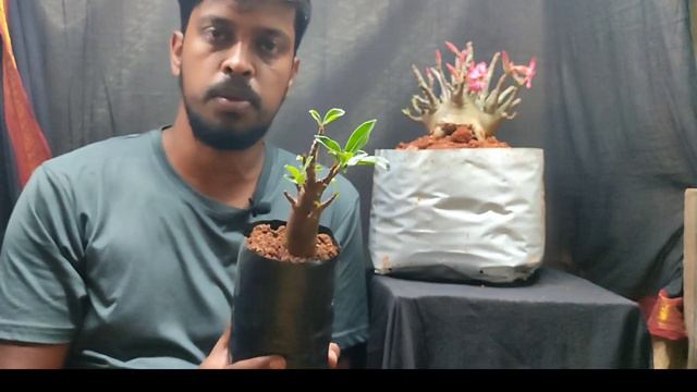 Adenium Arabicum CHOCO