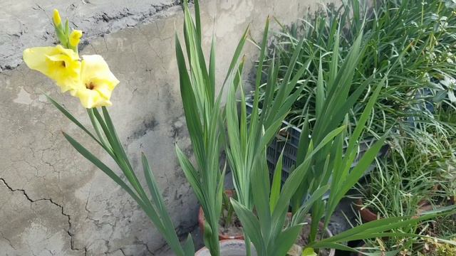 #Gladiolus Step By Step Tips To Get More Spikes With Colorful Flowers At Asim Rooftop Garden