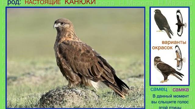 Курганник. Канюк. Голоса птиц смотреть онлайн