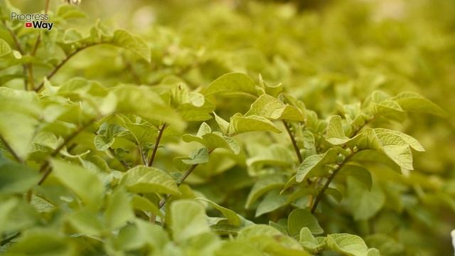 Дайте Картофелю Соду И Будете Собирать Урожай Ведрами С Каждой Лунки! Уход За Картофелем! смотреть онлайн