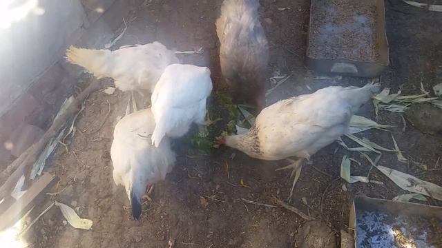 Кури та соняшник смотреть онлайн