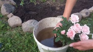 Первый опыт посадки роз. Расширяю клумбу и высаживаю бордюрные розы в грунт.