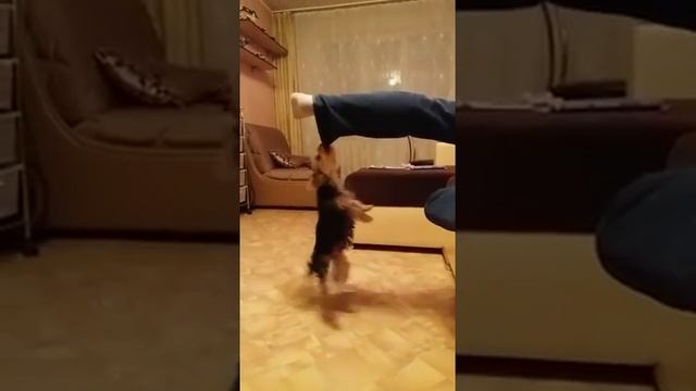 Боныч....железные нервы, крепкие зубы смотреть онлайн