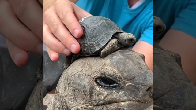 Aldabra Tortoise Size Comparison #shorts смотреть онлайн